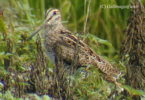 Japanese Snipe