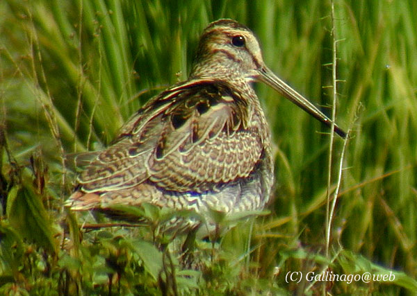 Japanese Snipe