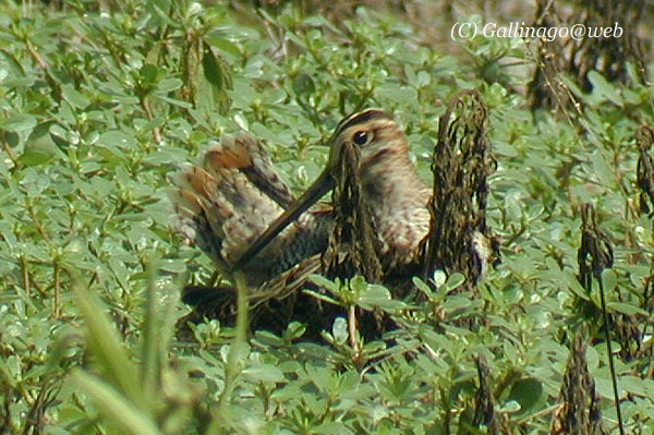 Japanese Snipe