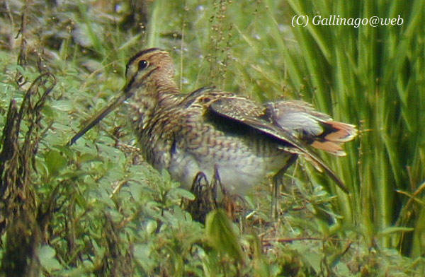 Japanese Snipe