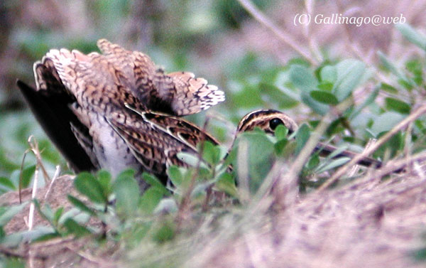 Japanese Snipe