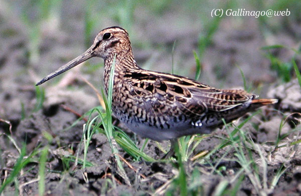Japanese Snipe