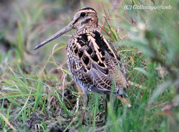 Japanese Snipe
