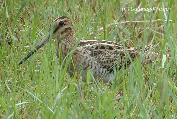 Japanese Snipe
