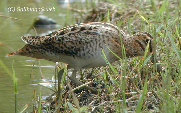 Japanese Snipe