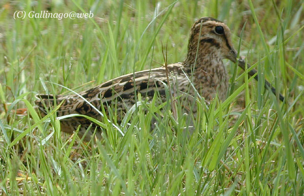 Japanese Snipe