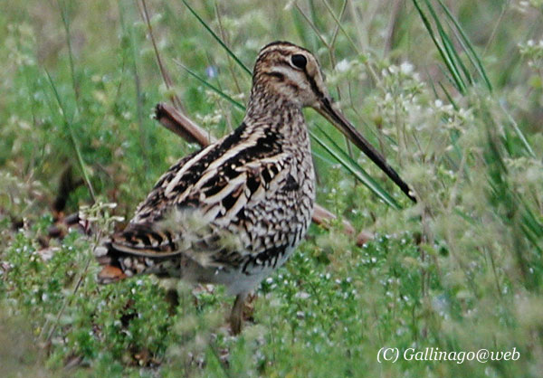 Japanese Snipe