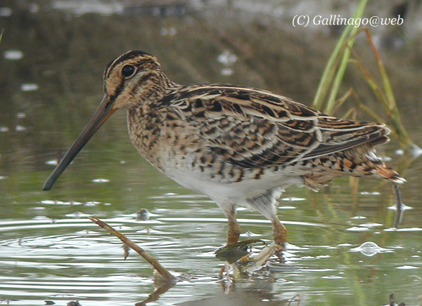 Japanese Snipe