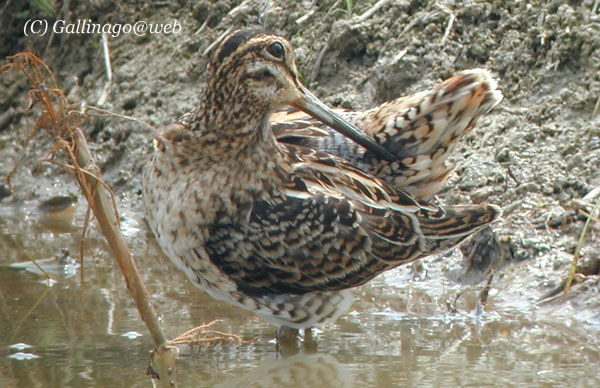 Japanese Snipe