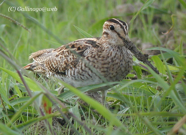 Japanese Snipe