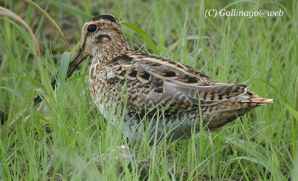 Japanese Snipe