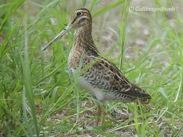 Japanese Snipe