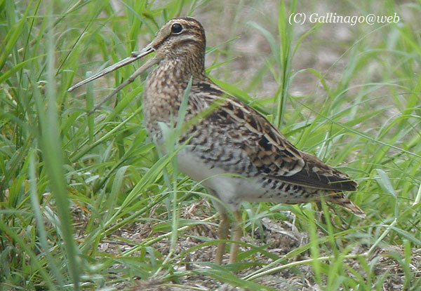 Japanese Snipe