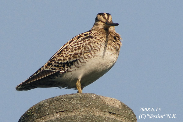 Japanese Snipe