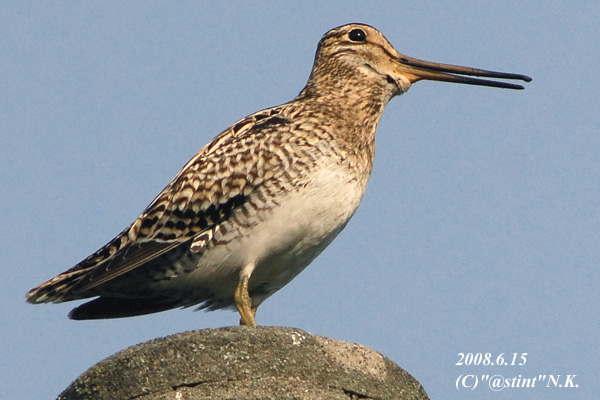 Japanese Snipe