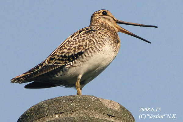 Japanese Snipe