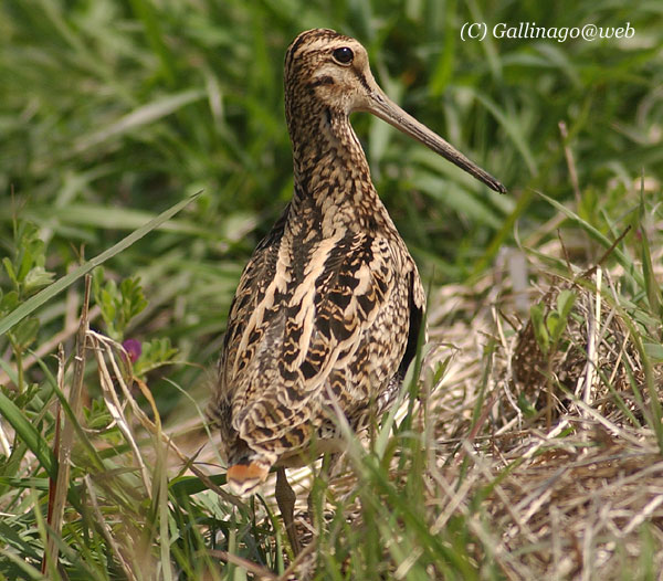 Swinhoe's Snipe