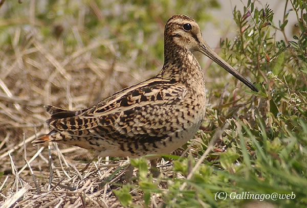 Swinhoe's Snipe