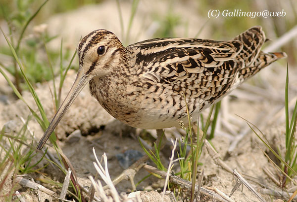 Swinhoe's Snipe