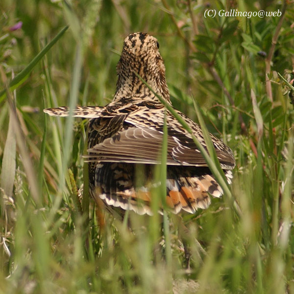 Swinhoe's Snipe