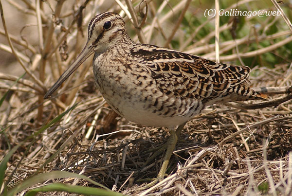 Swinhoe's Snipe