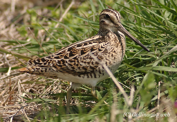 Swinhoe's Snipe