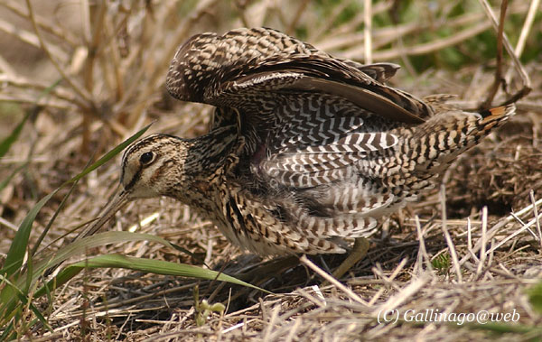 Swinhoe's Snipe