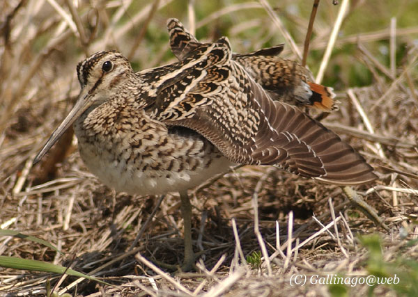 Swinhoe's Snipe