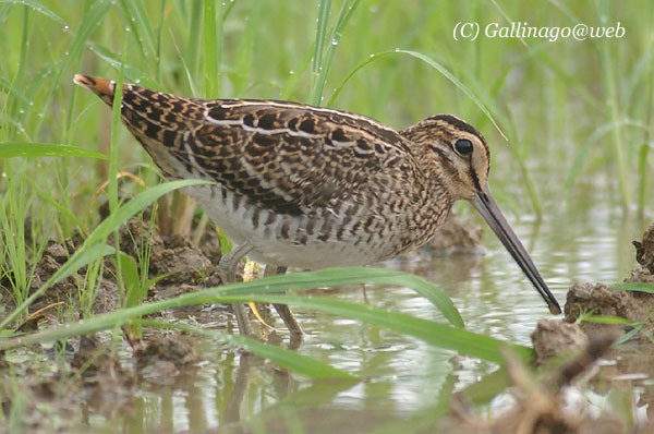 Swinhoe's Snipe