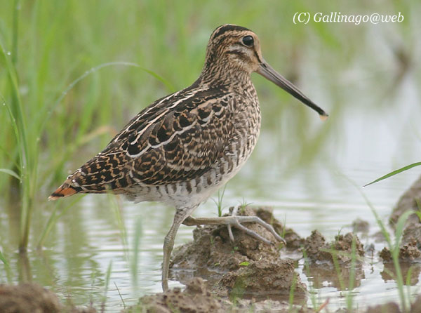 Swinhoe's Snipe