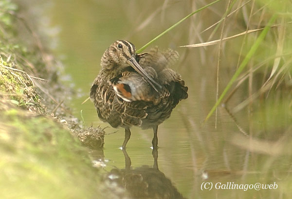 Swinhoe's Snipe