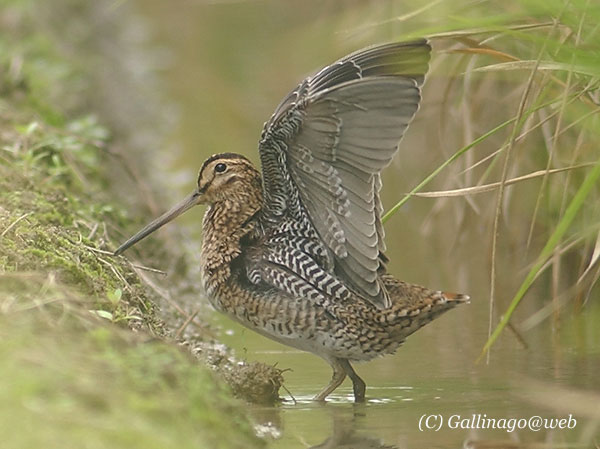 Swinhoe's Snipe