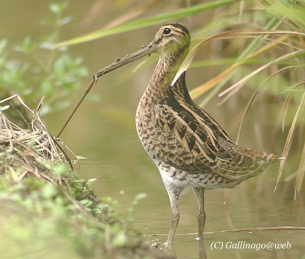 Swinhoe's Snipe