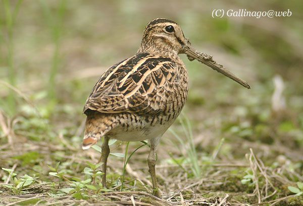 Swinhoe's Snipe