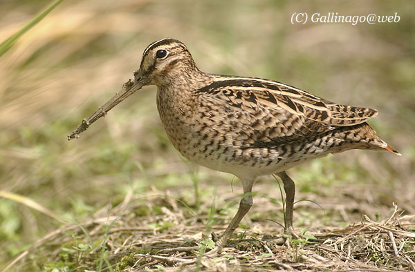 Swinhoe's Snipe