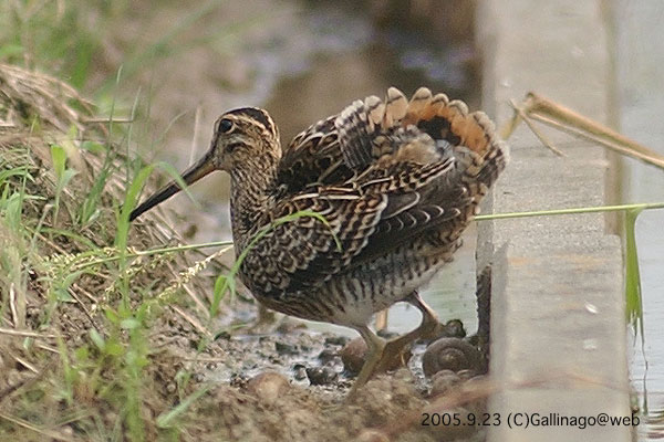 Swinhoe's Snipe