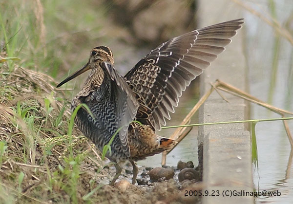 Swinhoe's Snipe