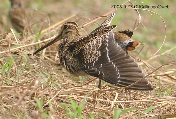 Swinhoe's Snipe