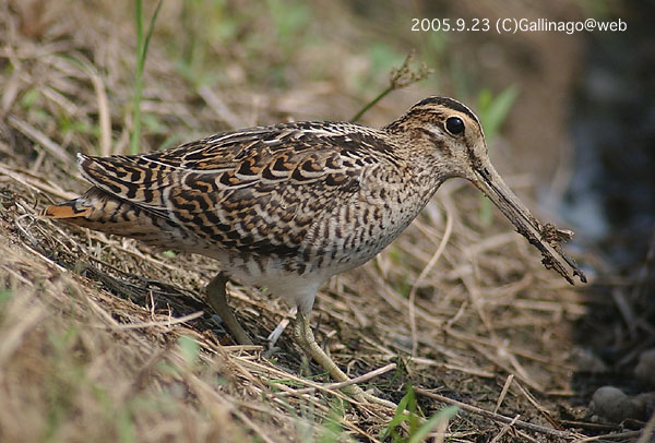 Swinhoe's Snipe