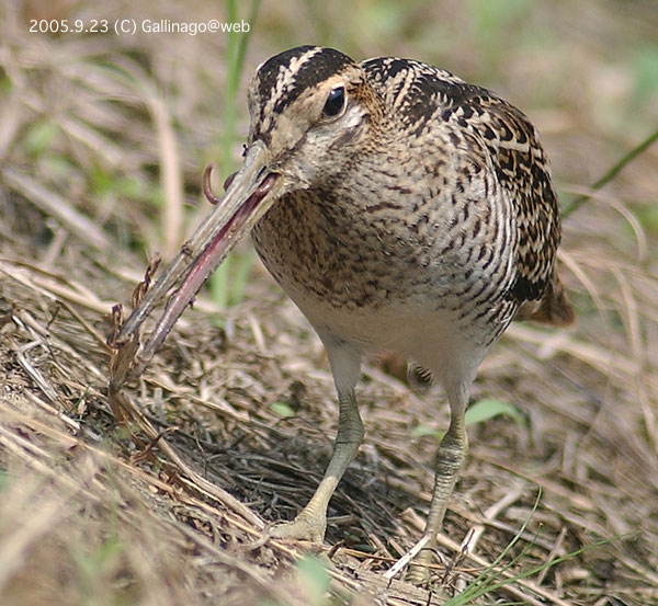 Swinhoe's Snipe