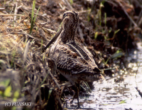 Pintail Snipe