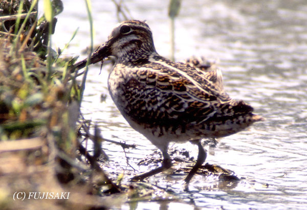 Pintail Snipe