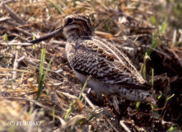 Pintail Snipe