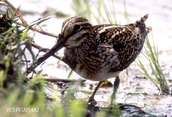 Pintail Snipe