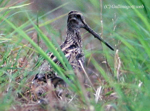 Pintail Snipe