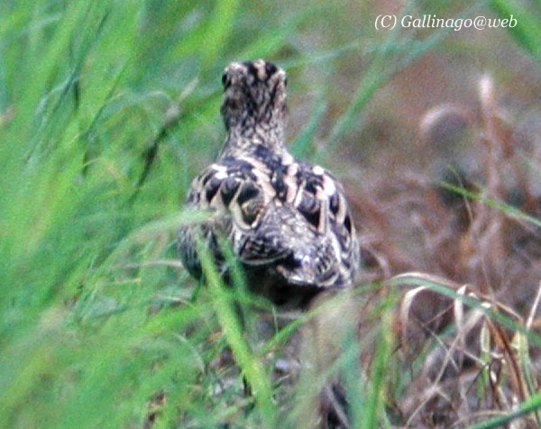 Pintail Snipe