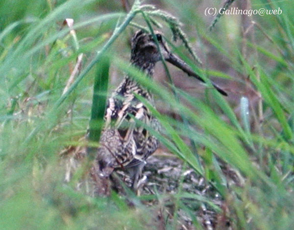 Pintail Snipe