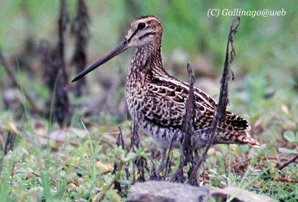 Pintail Snipe