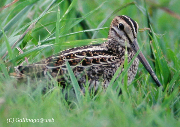 Pintail Snipe