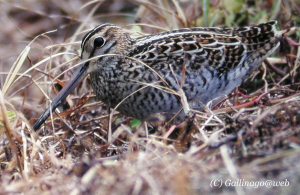 Pintail Snipe